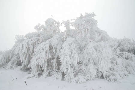 Winter forest- snow and beautiful icy treesの写真素材