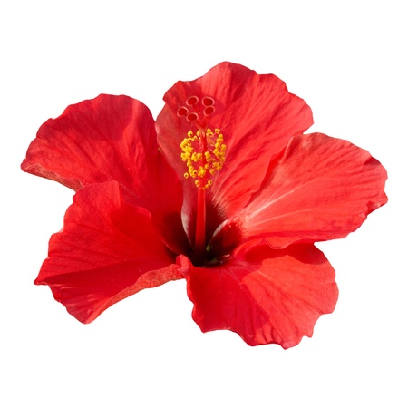Red flower- Hibiscus rosa sinensis, isolated on whiteの写真素材