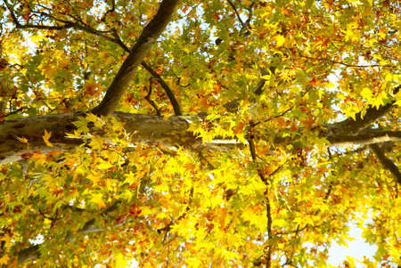 Yellow fall tree.の写真素材