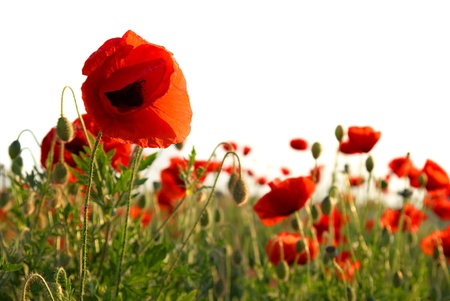 Field of beautiful red poppies isolated on whiteの写真素材