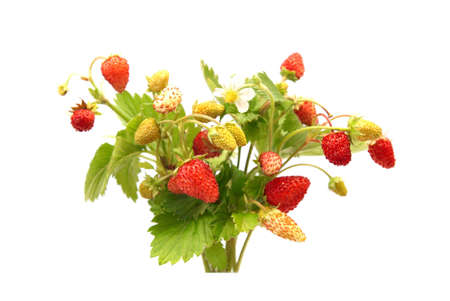 Wild strawberries isolated on the white backgroundの写真素材