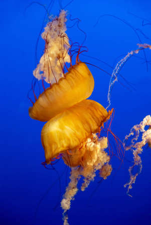Orange jellyfish in an aquarium with blue water backgroundの写真素材