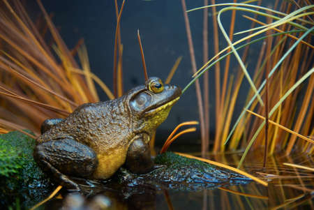 Brown- green frog in the grass. Swamp toadの写真素材