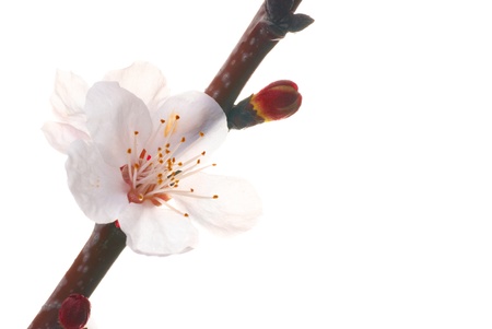 Almond white flowers isolated on white backgroundの写真素材