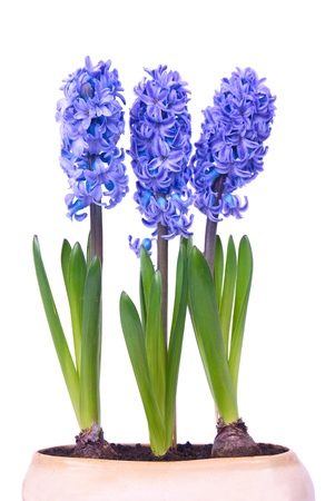 Blue flowers hyacinthes with green leaves in the flowerpot isolated on whiteの写真素材