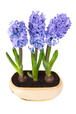 Blue flowers hyacinthes with green leaves in the flowerpot isolated on whiteの写真素材