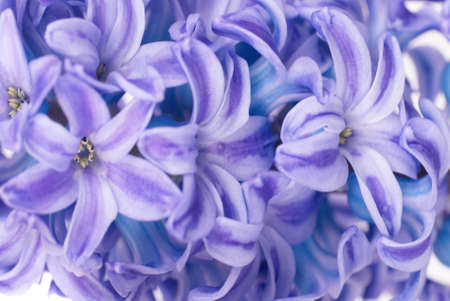 Beautiful blue flowers hyacinthes isolated on white. Spring macro backgroundの写真素材