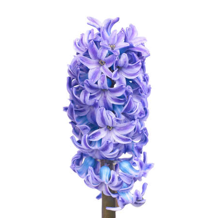 Three beautiful blue flowers hyacinthes isolated on whiteの写真素材