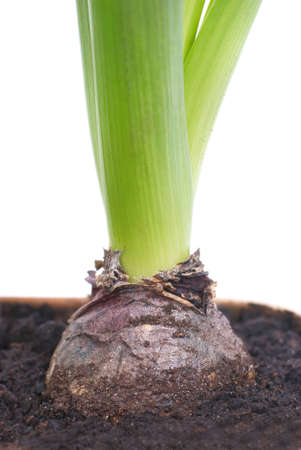 Bulb of hyacinth in the soil isolated on whiteの写真素材