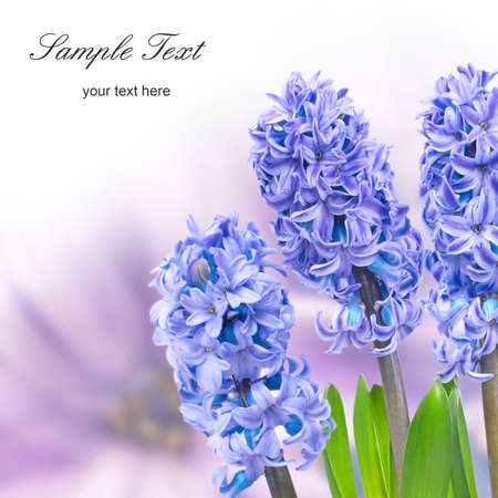 Three blue flowers hyacinthes with green leaves isolated on whiteの写真素材