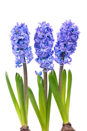 Three blue flowers hyacinthes with green leaves isolated on whiteの写真素材