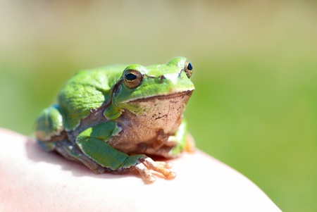 Green frog with grass backgroundの写真素材