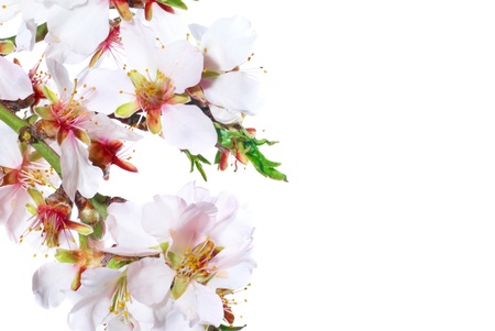 Almond white flowers isolated on white backgroundの写真素材