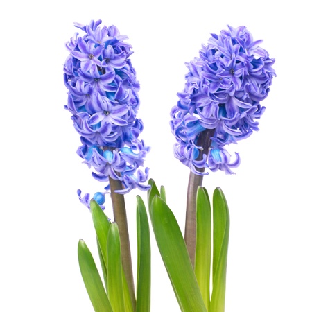 Three blue flowers hyacinthes with green leaves isolated on whiteの写真素材