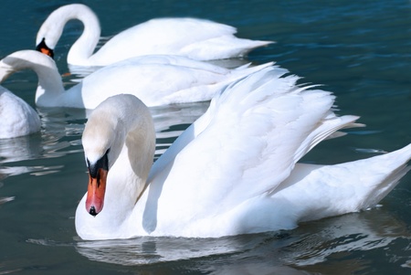 Swans on the lake with blue water backgroundの写真素材