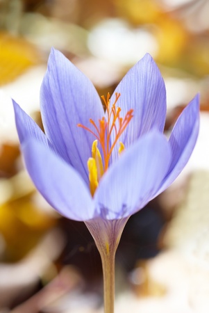 Blue flower crocus ligusticus (saffron) in the forest の写真素材