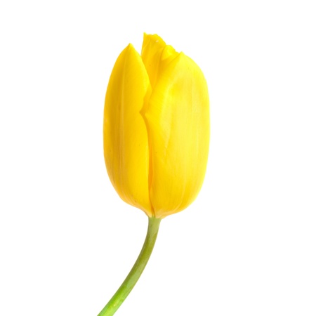 One yellow tulip isolated on white backgroundの写真素材