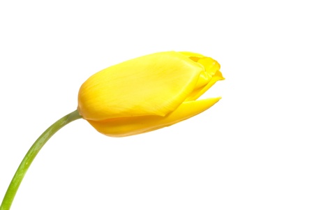 One yellow tulip isolated on white backgroundの写真素材