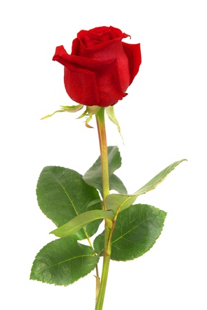 Beautiful red rose isolated on white backgroundの写真素材