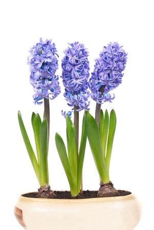 Blue flowers hyacinthes with green leaves in the flowerpot isolated on whiteの写真素材