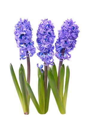Three blue flowers hyacinthes with green leaves isolated on whiteの写真素材