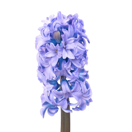 Three beautiful blue flowers hyacinthes isolated on whiteの写真素材