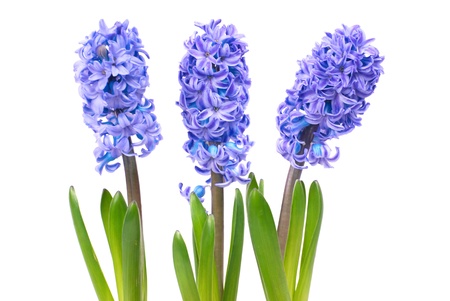 Three blue flowers hyacinthes with green leaves isolated on whiteの写真素材