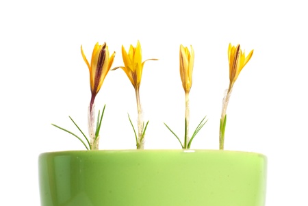Yellow flowers saffron (crocus sativus) with green leaves in the flowerpot isolated on whiteの写真素材
