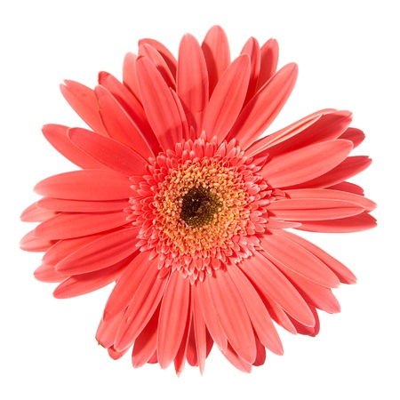 Red flower gerbera isolated on white background の写真素材