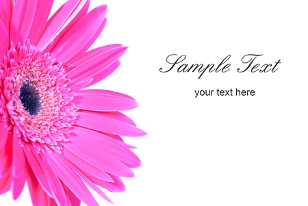 Purple flower gerbera isolated on white background の写真素材