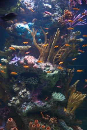 Aquarium with tropical fish and coral reef in sunlight の写真素材
