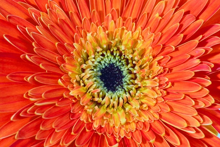Red flower gerbera isolated on white background の写真素材