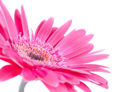 Purple flower gerbera isolated on white background