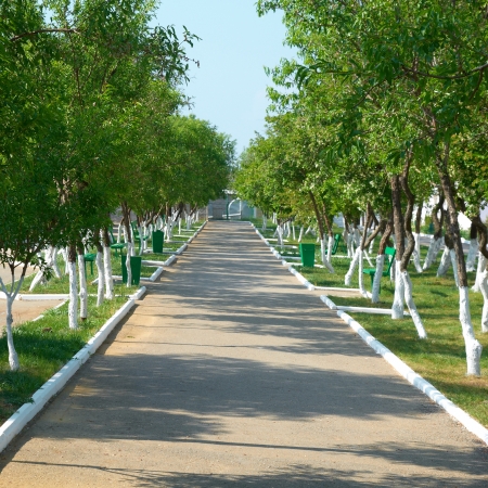 Alley in the green sunny park with grass and treesの写真素材
