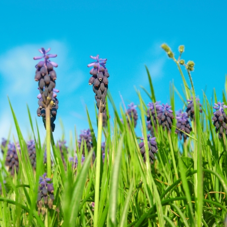 Blue flowers grape hyacinths  Muscari neglectum  in the green spring grass with sky on backgroundの写真素材