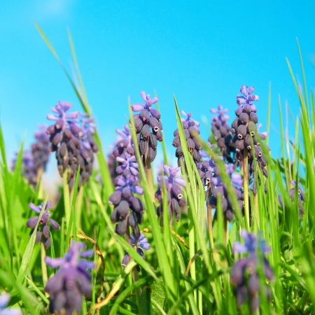 Blue flowers grape hyacinths  Muscari neglectum  in the green spring grass with sky on backgroundの写真素材