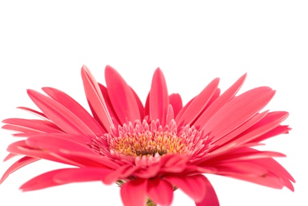 Red flower gerbera isolated on white background の写真素材