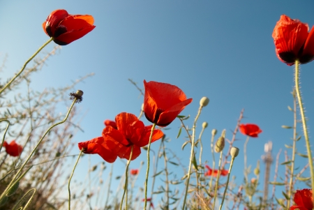 Beautiful red poppies on the blue sky backgroundの写真素材