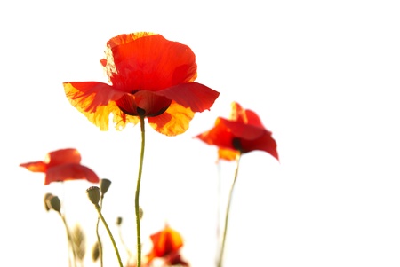 Beautiful red poppies isolated on white backgroundの写真素材
