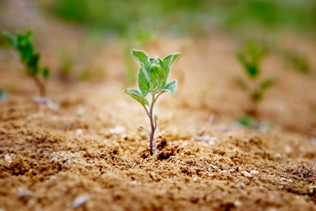 Little green plant growing in the desert. Environmental concept.の写真素材