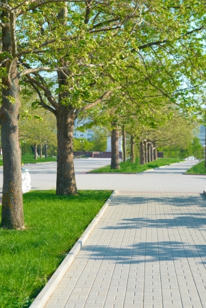 Alley in the green park with grass and treesの写真素材