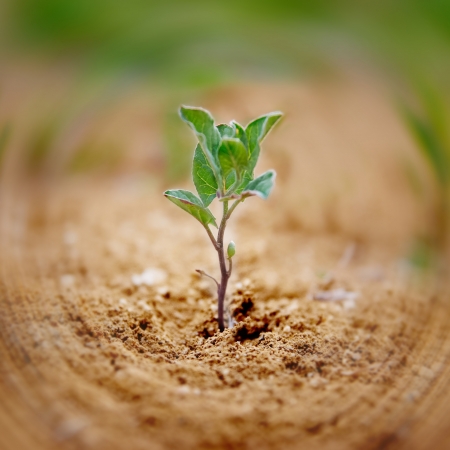 Little green plant growing in the desert. Environmental concept.の写真素材