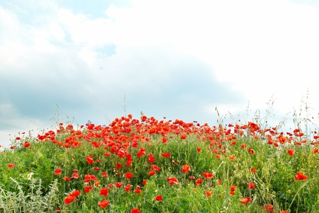 Field of beautiful red poppies with green grassの写真素材