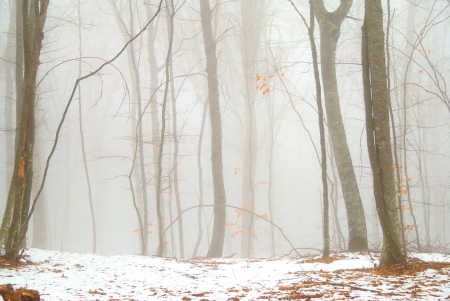Winter snowy forest in the dense fog の写真素材