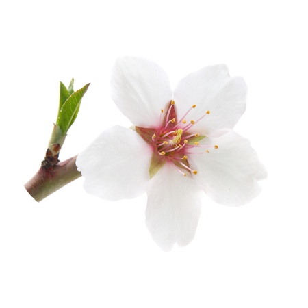 Branch with almond white flowers isolated on white backgroundの写真素材