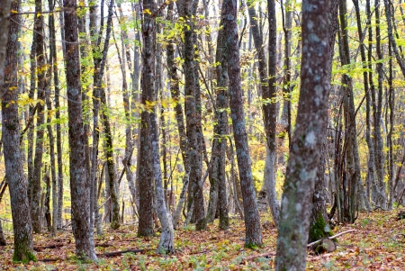 Autumn forest in the warm sunny dayの写真素材