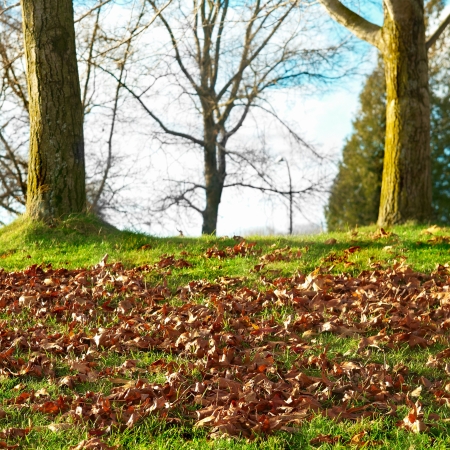 Autumn park with yellow leaves and trees on the background.の写真素材