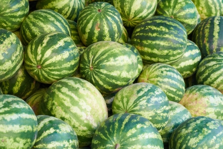 Pattern of many green watermelons. Agricultural backgroundの写真素材