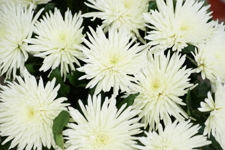 Bunch of beautiful white chrysanthemums. Flower backgroundの写真素材