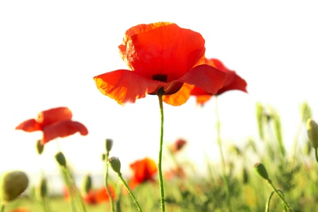 Beautiful red poppies isolated on white backgroundの写真素材